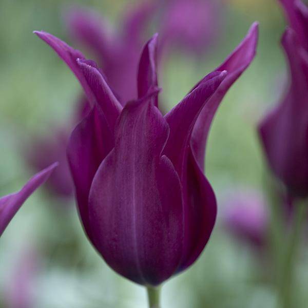 Bilde av Tulipan Burgundy - 8 løk