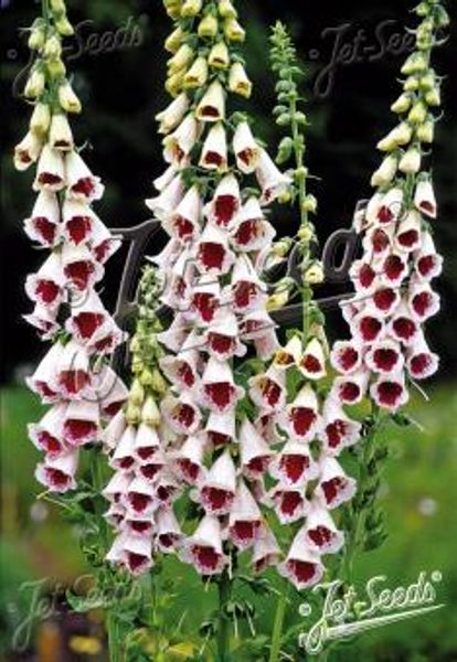 Hovedbilde Digitalis purpurea Pams Choice. Revebjelle -Frø-
