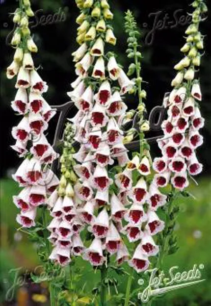 Hovedbilde Digitalis purpurea Pams Choice. Revebjelle -Frø-
