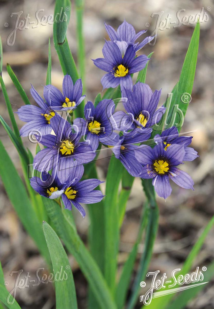 Sisyrinchium idahoense var. macounii Moody Blues -Frø-