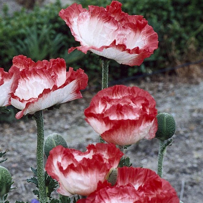Hovedbilde Papaver Place Pigalle - Orientvalmue - 1 rot
