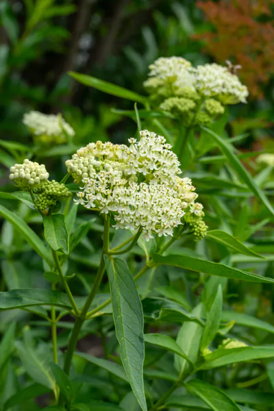 Hovedbilde Asclepias Ice Ballet. Silkeurt  1 rot