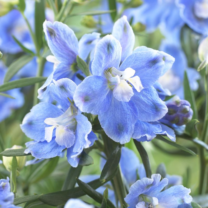 Delphinium belladonna Cliveden Beauty. Ridderspore - Frø -