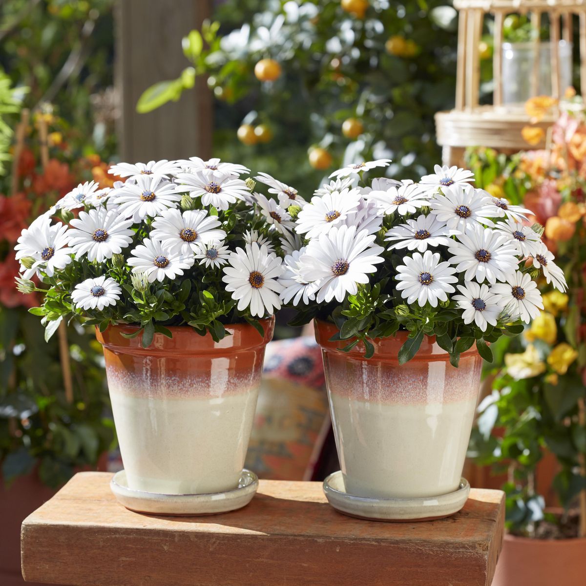 Osteospermum Blanca hvit. Afrikansk margeritt - 1 plante i 10,5 cm potte