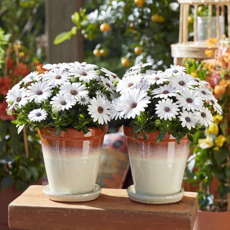 Osteospermum Blanca hvit. Afrikansk margeritt - 1 plante i 10,5 cm potte