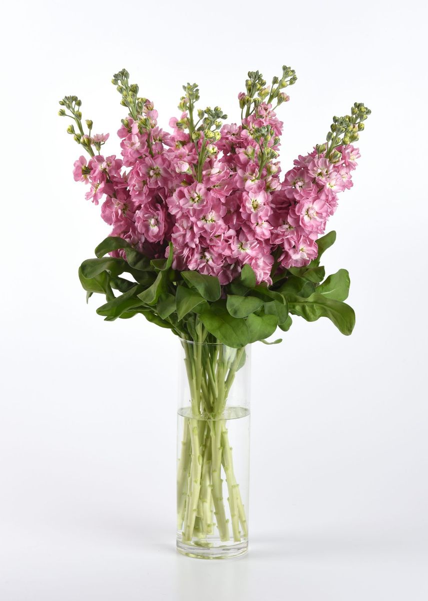 Matthiola incana Mathilda Antique Rose. Levkøy -Frø-