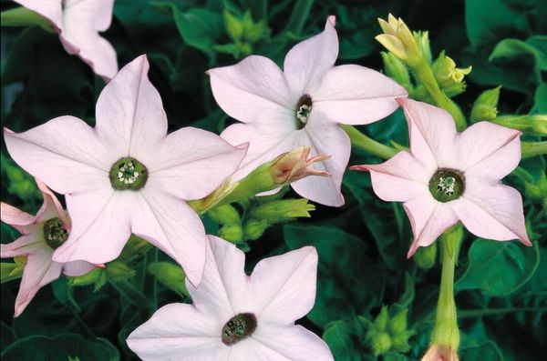 Hovedbilde Nicotiana Saratoga Appleblossom. Prydtobakk -Frø-
