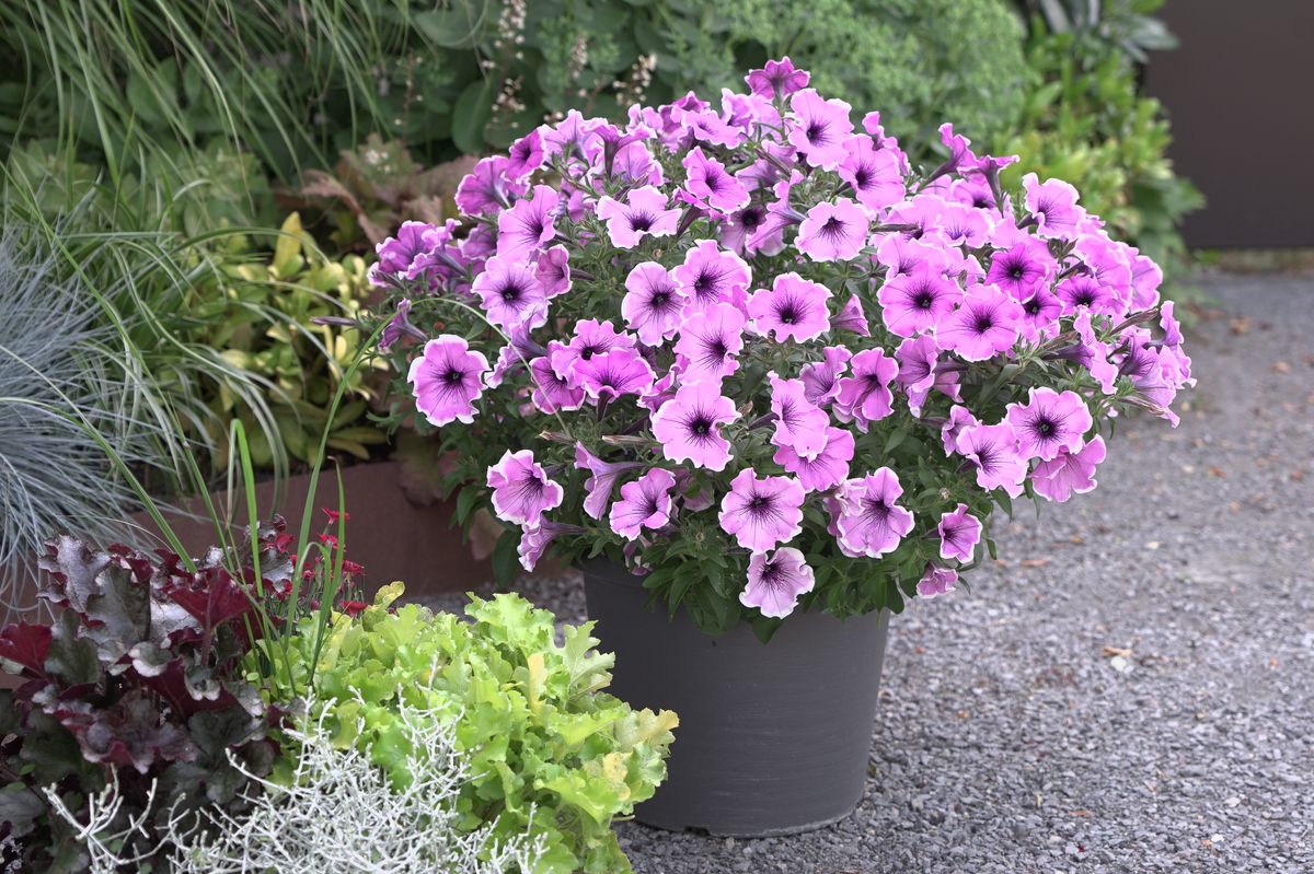 Petunia Famous Lavender Blush. 1 plante i 10,5 cm potte
