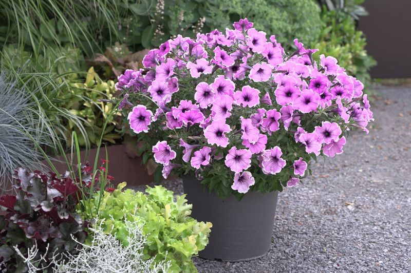 Petunia Famous Lavender Blush. 1 plante i 10,5 cm potte