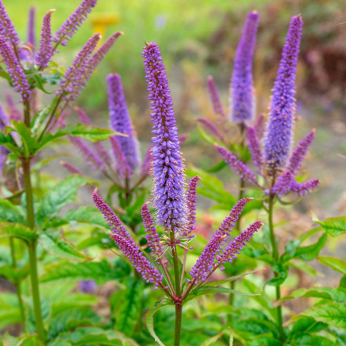 Veronicastrum virginicum Cupid. Kransveronika - 1 rot