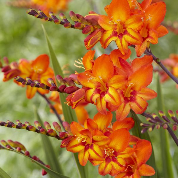 Hovedbilde Montbretia Firestars Scorchio - 5 løk