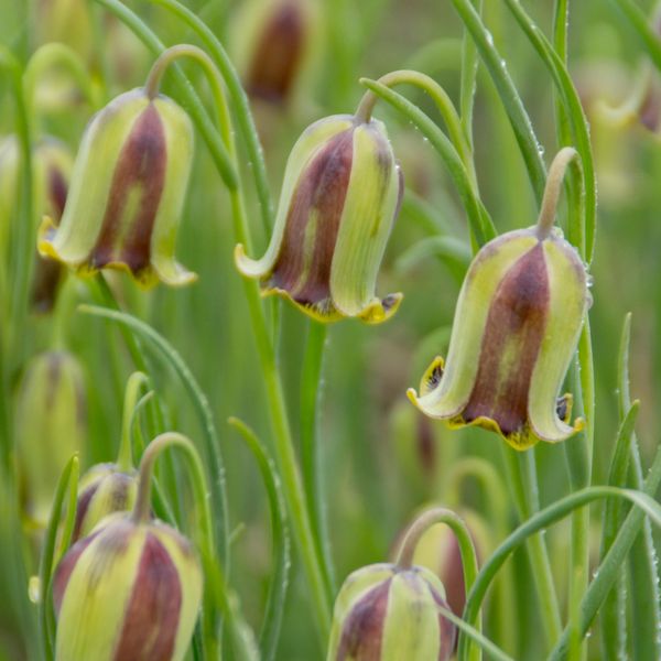 Hovedbilde Fritillaria acmopetala. Libanonkrone - 10 løk