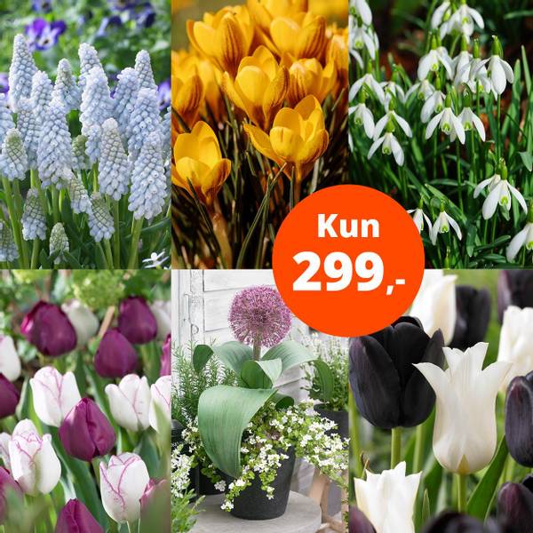 Bilde av Pakketilbud, 80 løk, kun 299