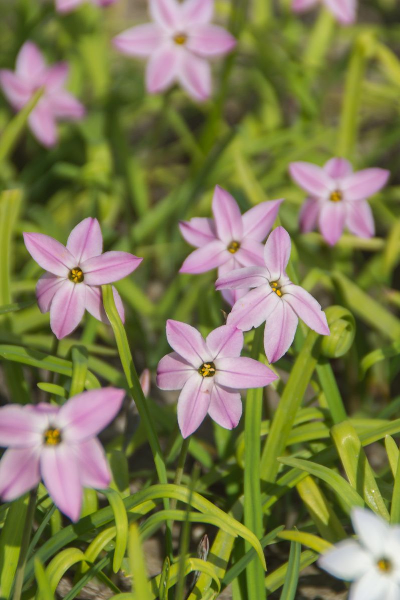 Ipheion mixed. Vårstjerne - 15 løk