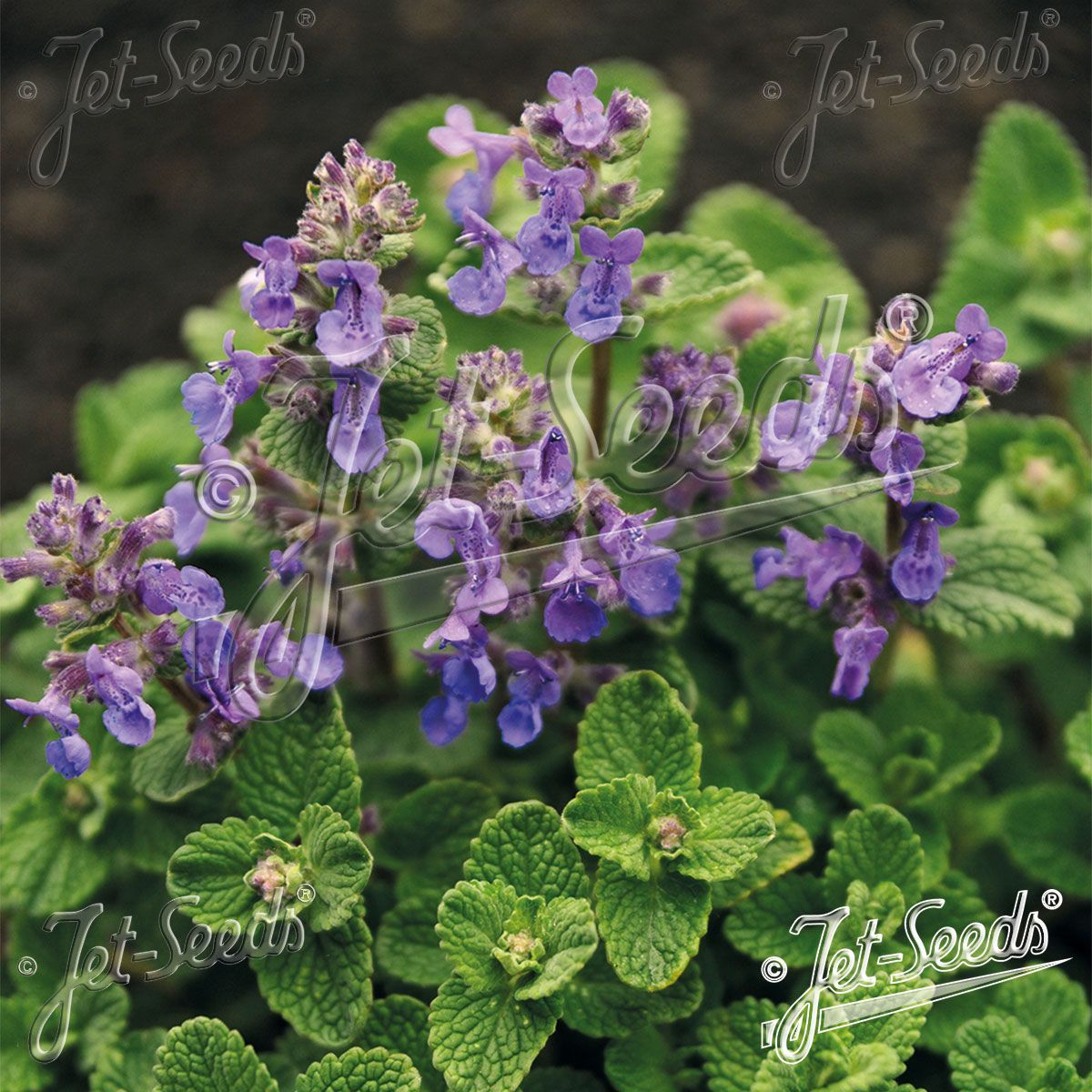 Nepeta Felix -Frø- Kattemynte