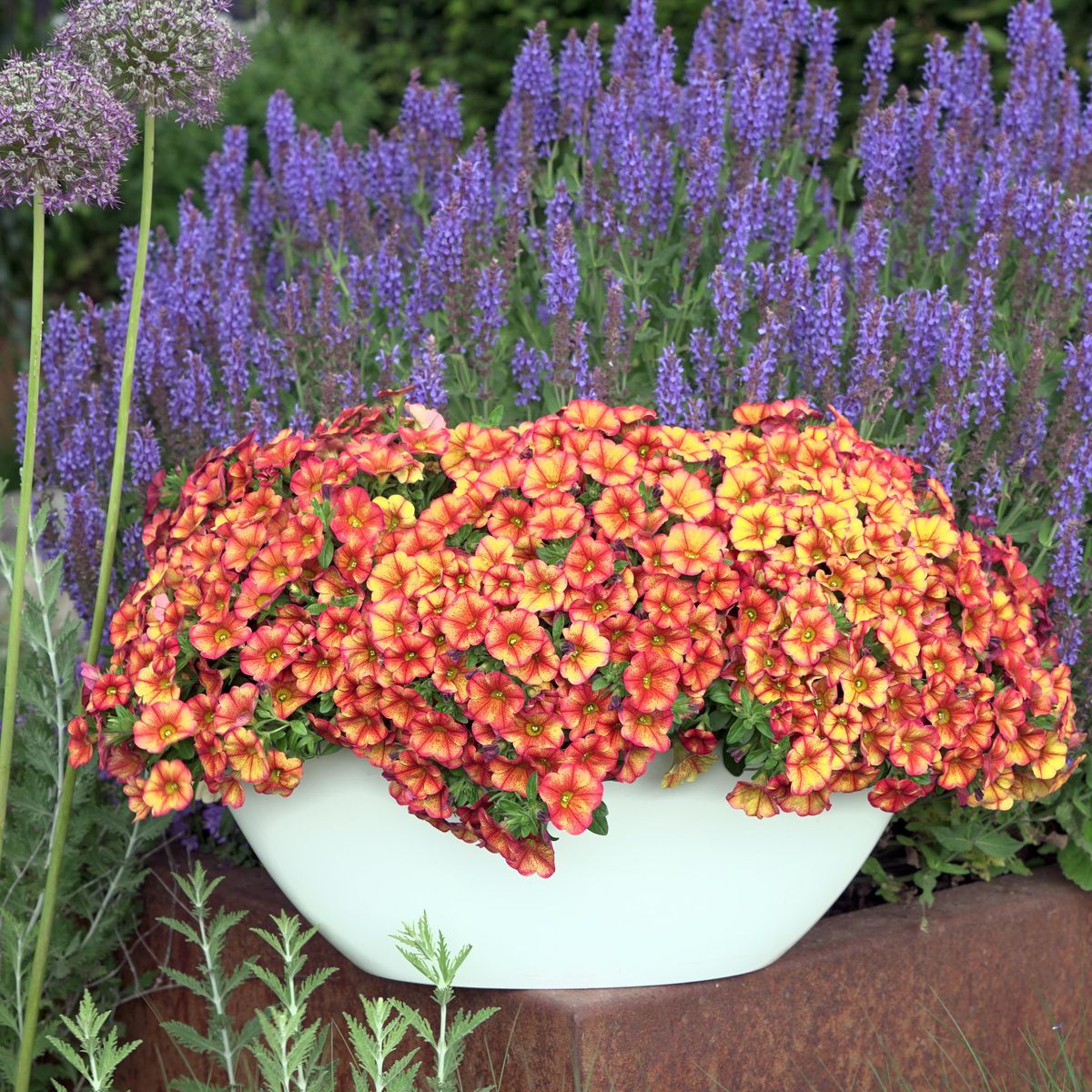 Calibrachoa Bakari orange. Mini-Petunia  1 plante i 10,5 cm potte