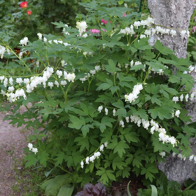 Dicentra spectabillis Alba. Løytnantshjerte, hvit - 1 rot
