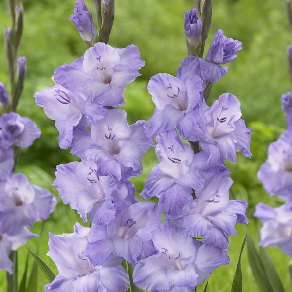 Hovedbilde Gladiolus Milka. 10 knoller
