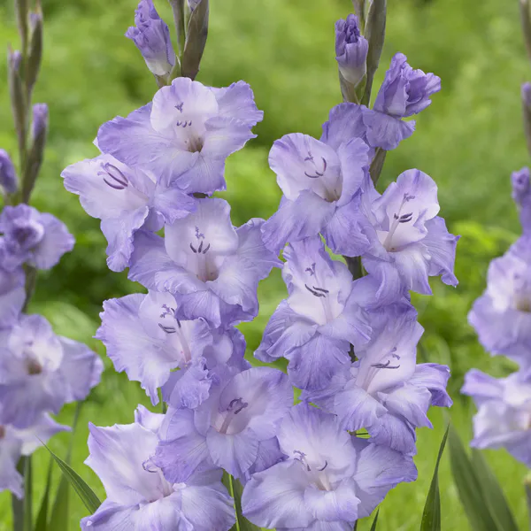 Hovedbilde Gladiolus Milka. 10 knoller