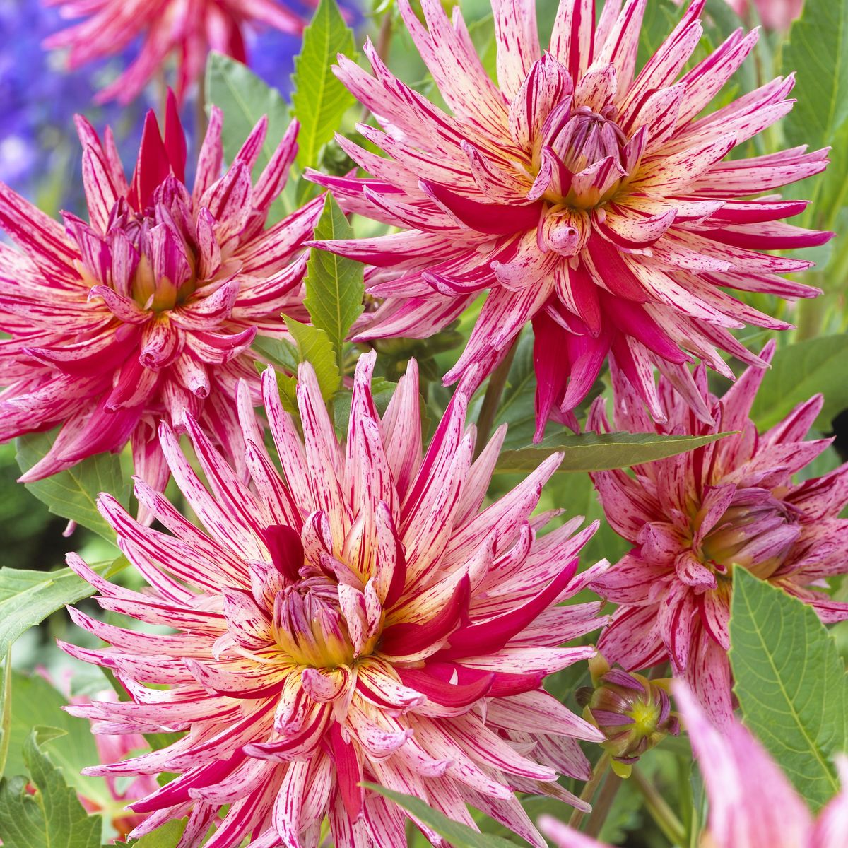 Dahlia Alain Mimoun - 1 knoll