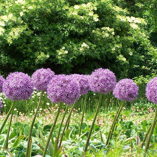 Bilde av Allium Party Balloons - 1 løk - Nyhet!