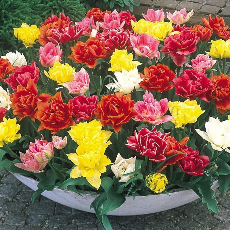 Doble tidlige tulipaner, fargeblanding - 30 løk