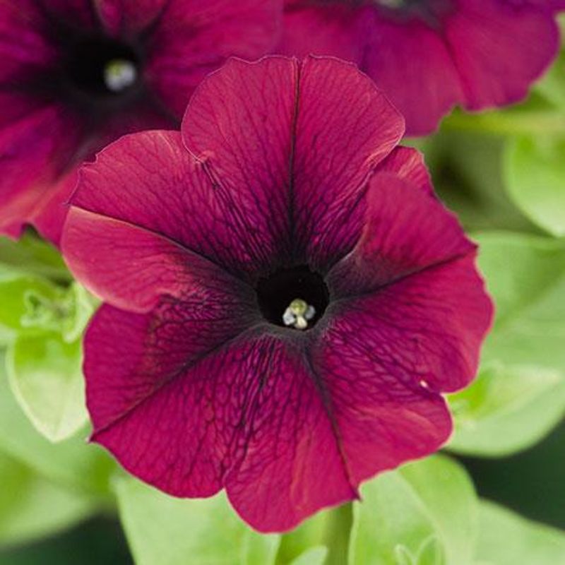 Petunia  Success Burgundy F1 - Frø - 