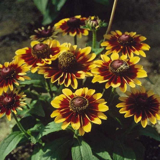 Hovedbilde Rudbeckia Toto Rustic -Frø-