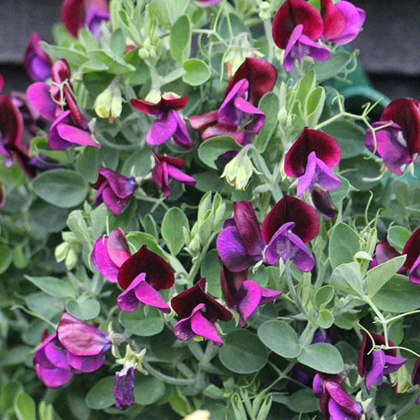 Hovedbilde Lathyrus odoratus Cupid Black - Frø - Blomsterert
