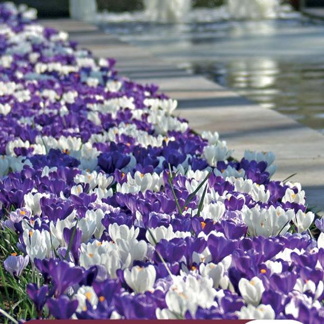Hovedbilde Blue Blend. Krokus i blanding  40 løk