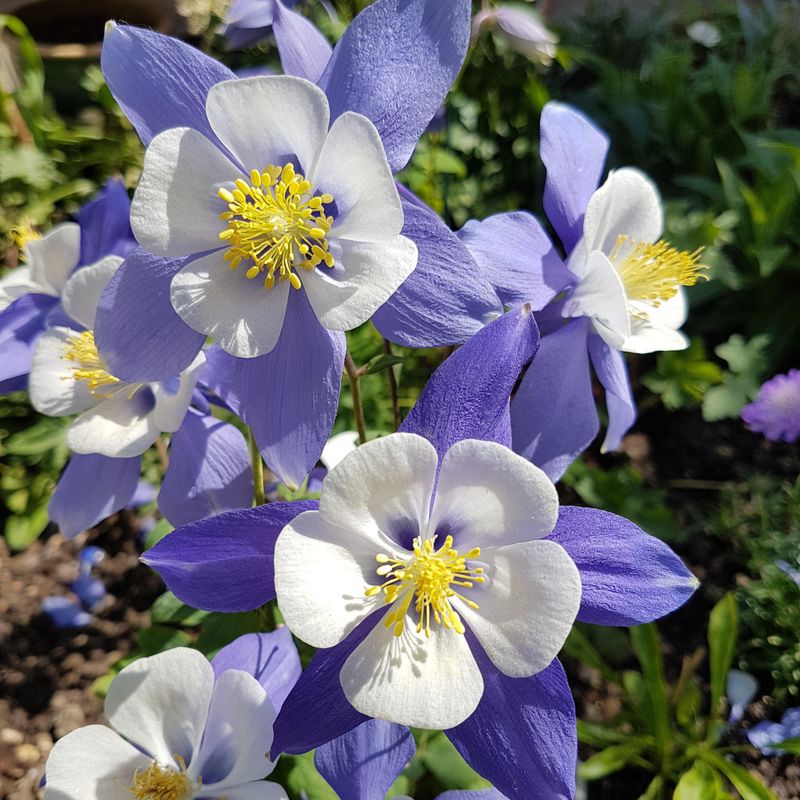 Aquilegia caerulea-hybrid Blue Star. Akeleie - Frø -