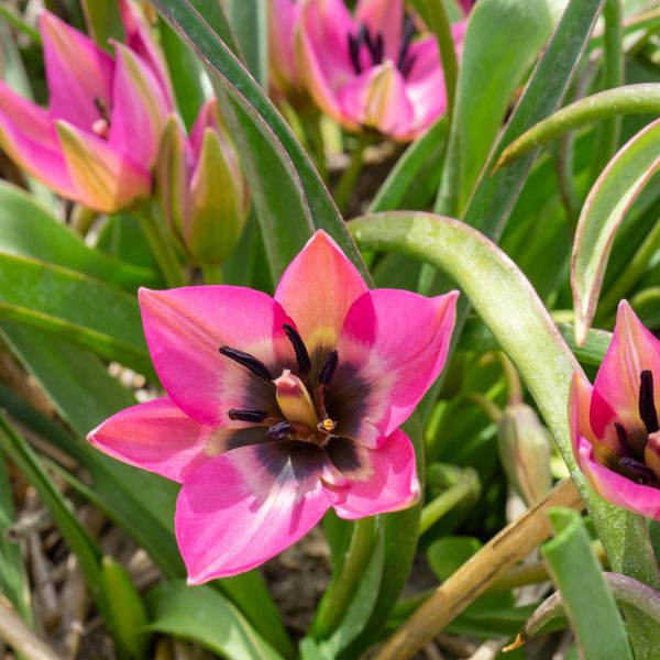 Hovedbilde Tulipan Norah - 10 løk