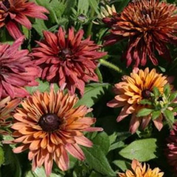 Hovedbilde Rudbeckia hirta Sahara. Solhatt -Frø-