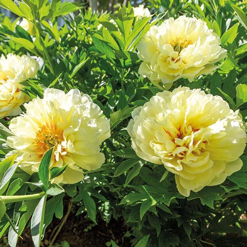 Paeonia Itoh-hybrid Bartzella. Edelpeon 1 rot.