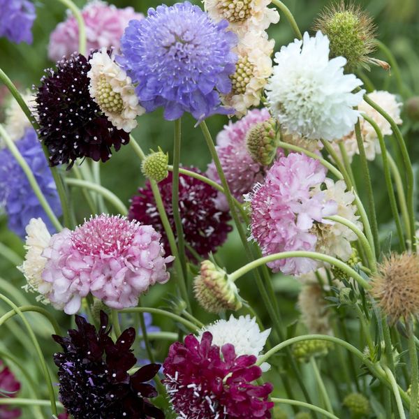 Hovedbilde Scabiosa atropurpurea Formula Mix. Bakkeknapp ...