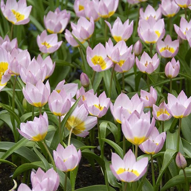 Hovedbilde Botanisk tulipan Bakeri Lilac Wonder - 10 løk