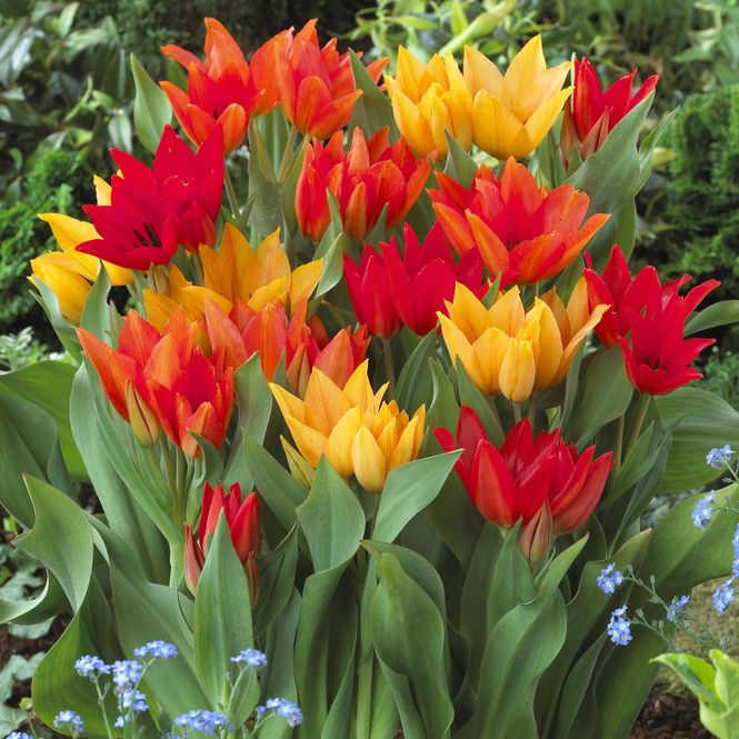 Hovedbilde Tulipan praestans Mix. 20 løk