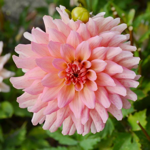 Hovedbilde Dahlia Gallery Leonardo - 1 knoll