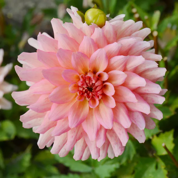 Hovedbilde Dahlia Gallery Leonardo - 1 knoll