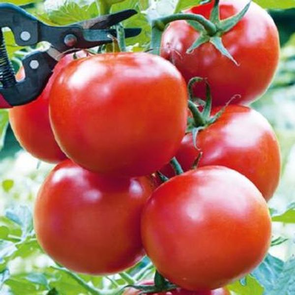 Hovedbilde Tomat, klasetomat Serrat F1-Frø-
