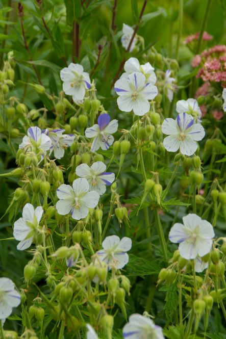 Hovedbilde Geranium pratense Delft Blue. Storkenebb - 1 rot 