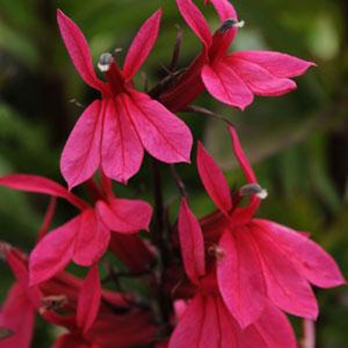 Lobelia speciosa Starship Rose - Frø -