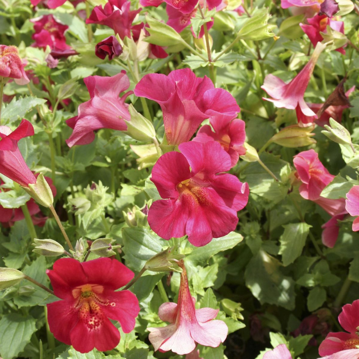 Mimulus cupreus Red Emperor. Gjøgler -Frø-