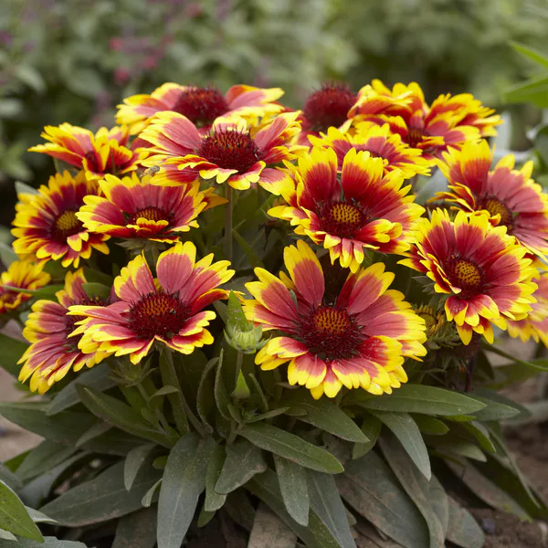 Hovedbilde Gaillardia aristata Arizona Sun -Frø- ...