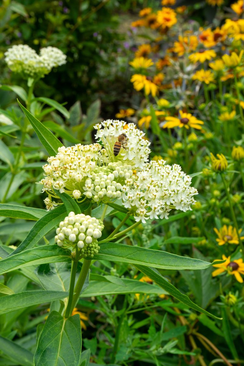 Asclepias Ice Ballet. Silkeurt  1 rot