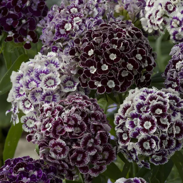 Hovedbilde Dianthus barbatus Hollandia Purple Crown -Frø- ...