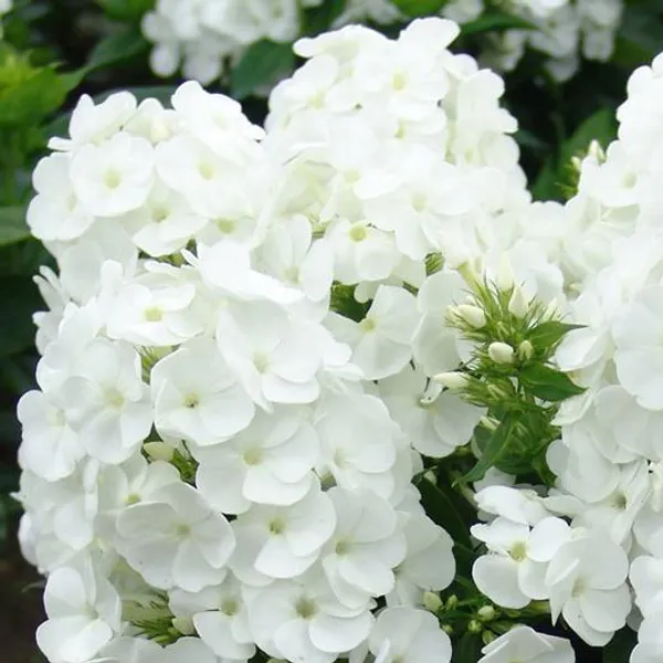 Hovedbilde Phlox paniculata Younique White. Høstfloks. 1 rot