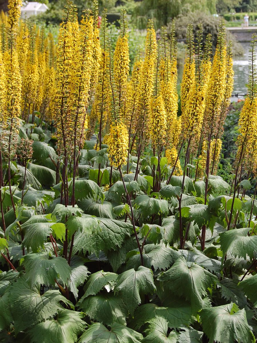 Ligularia stenocephala The Rocket. Søylenøkketunge - 1 rot 