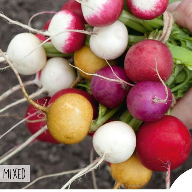 Hovedbilde Reddik Mix -Frø-