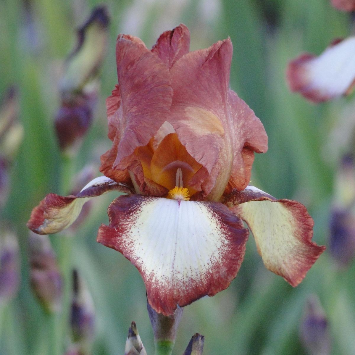 Iris germanica Rimfire. Hageiris  1 rot